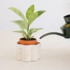 Pot autonome Paula