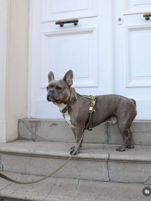 Harnais imperméable pour chien