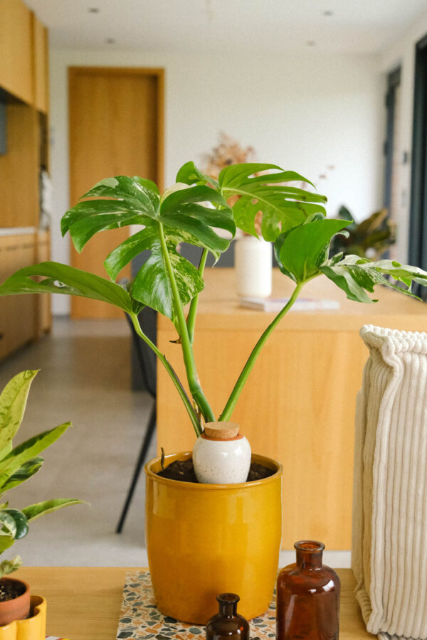 Speckled white 4 Olla hydratante - Unie