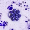 Shampoing violet solide