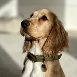 Collier imperméable pour chien