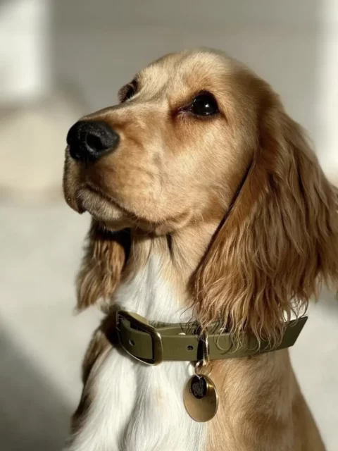 Collier imperméable pour chien